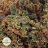 CHOCOLOPE-cheap-weed-2