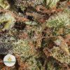 TROPICANA-COOKIES-cheap-weed-2