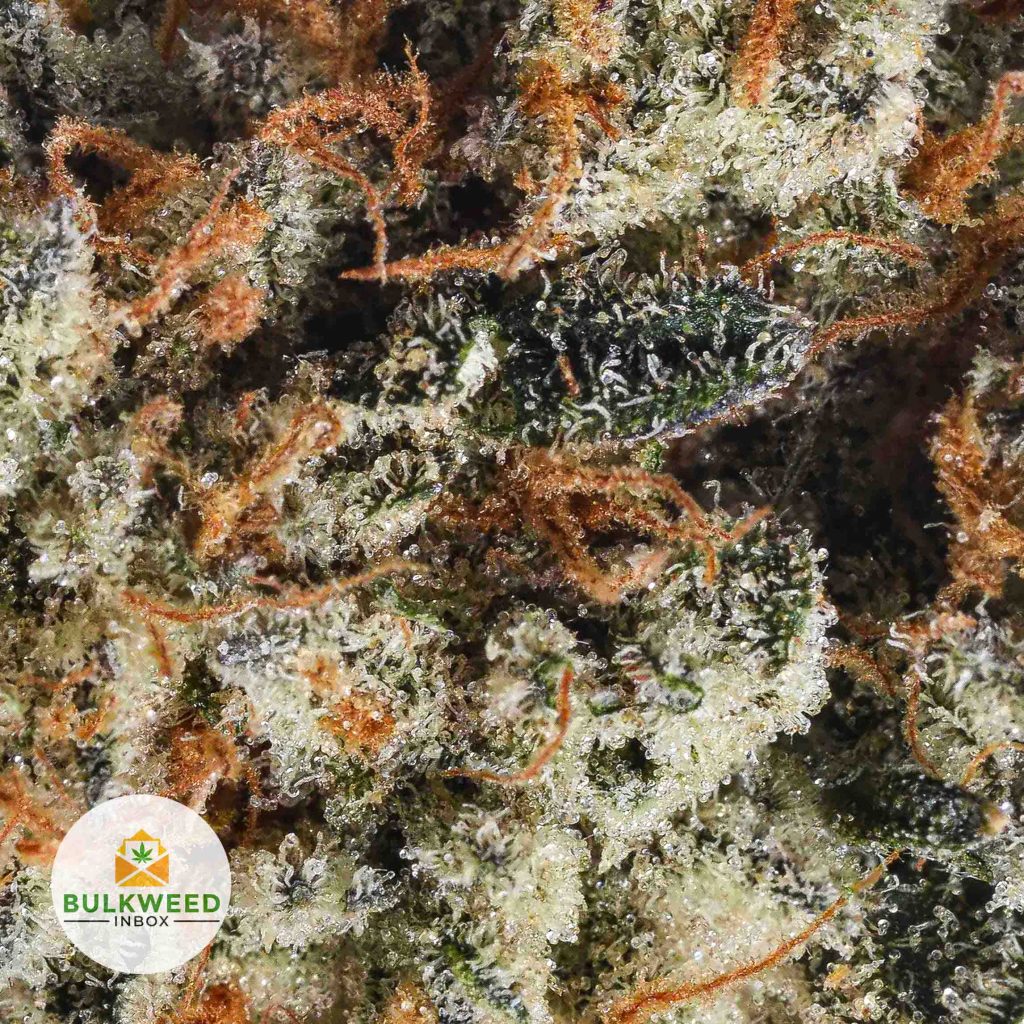 CANDYLAND-cheap-weed-2