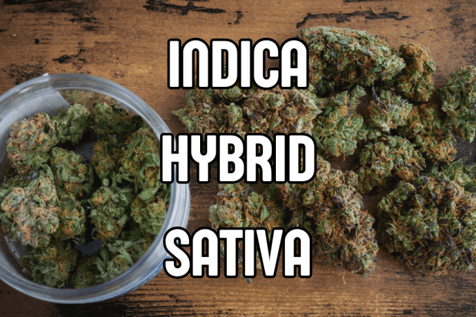 INDICA HYBRID SATIVA