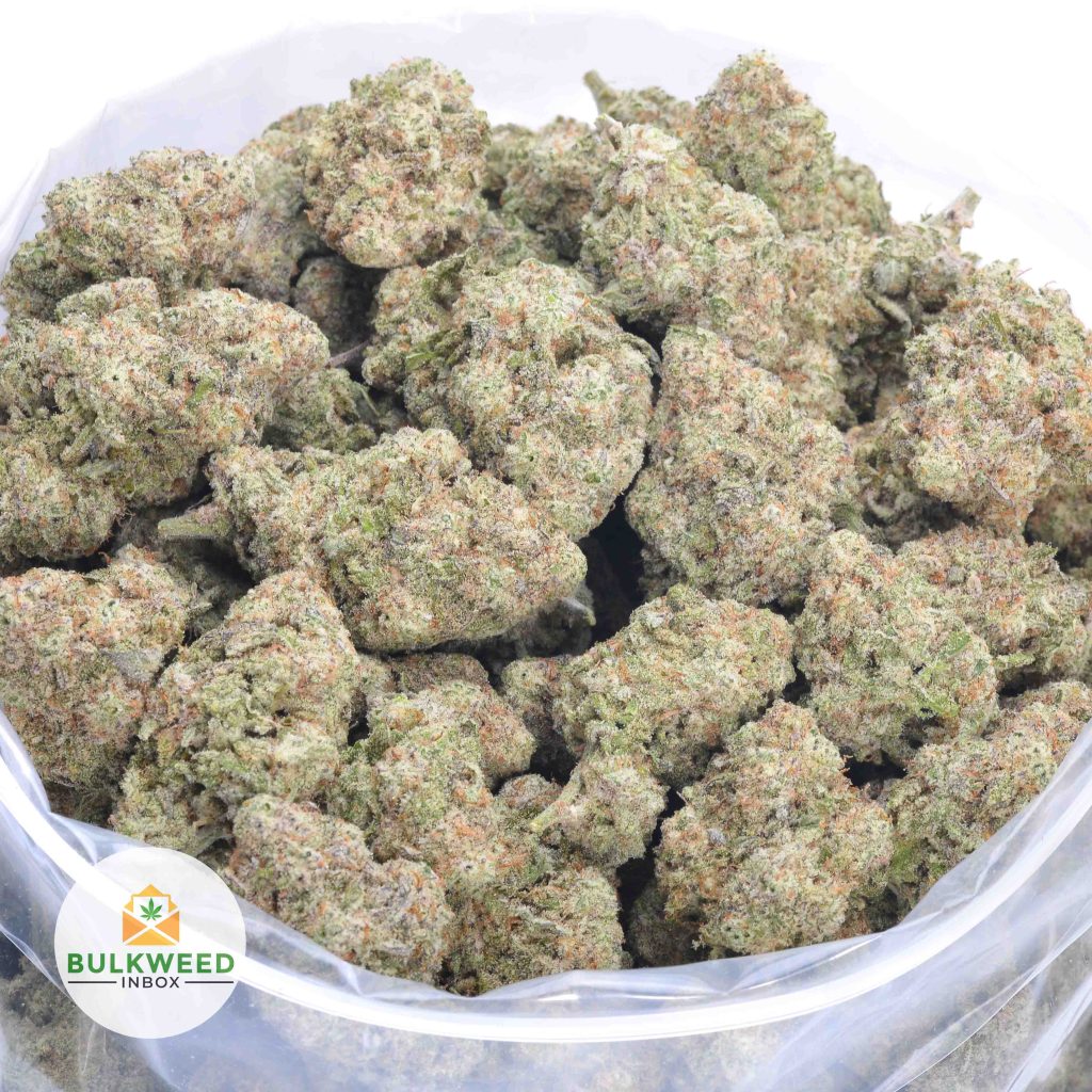 JACK-HERER-online-dispensary-canada