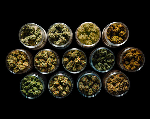 Indica vs Sativa vs Hybrid