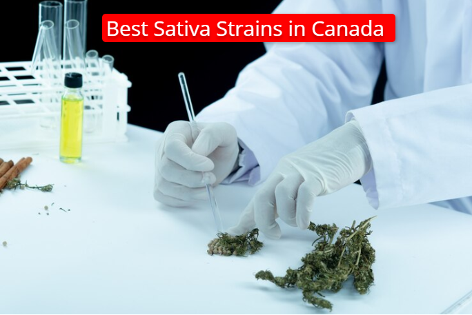 Best-Sativa-Strains-in-Canada