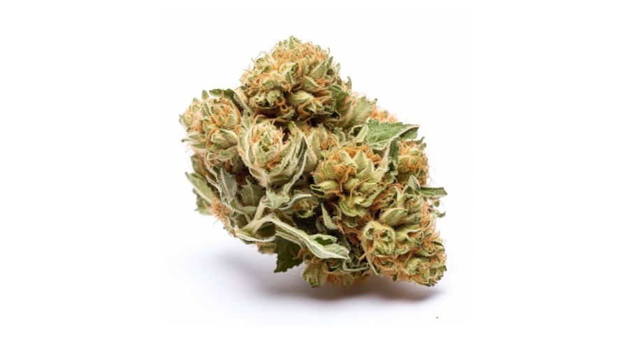 The Bruce Banner strain offers a series of therapeutic and recreational benefits that stoners can enjoy. 