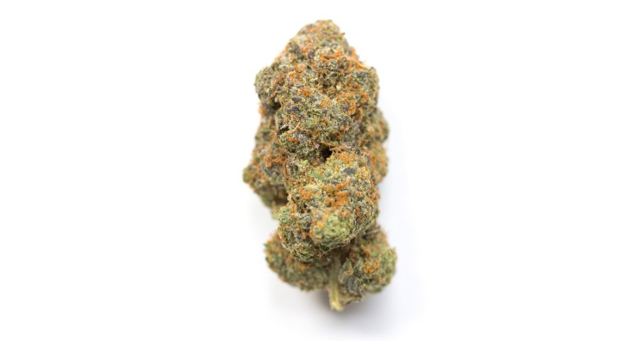 El Chapo strain THC levels can reach up to a mind-boggling 19-27%, making it ideal for seasoned stoners.