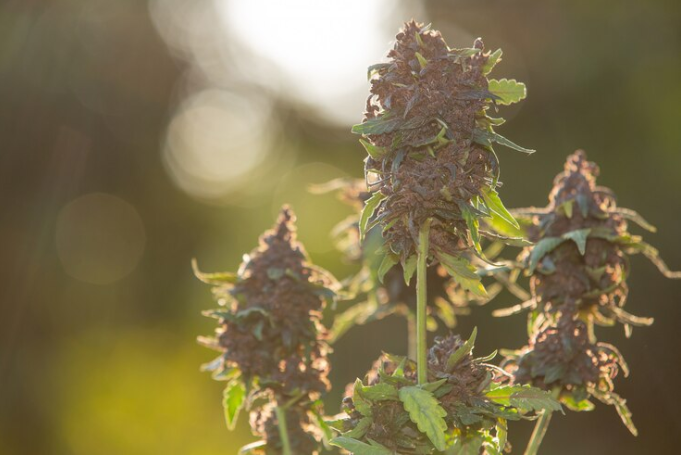 What Are Sativa Strains?