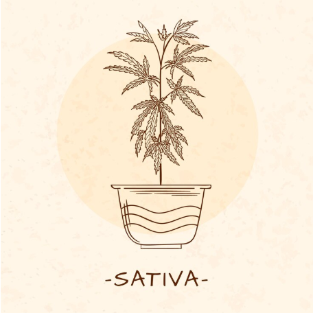 What Do Sativa Pot Strains Look Like?