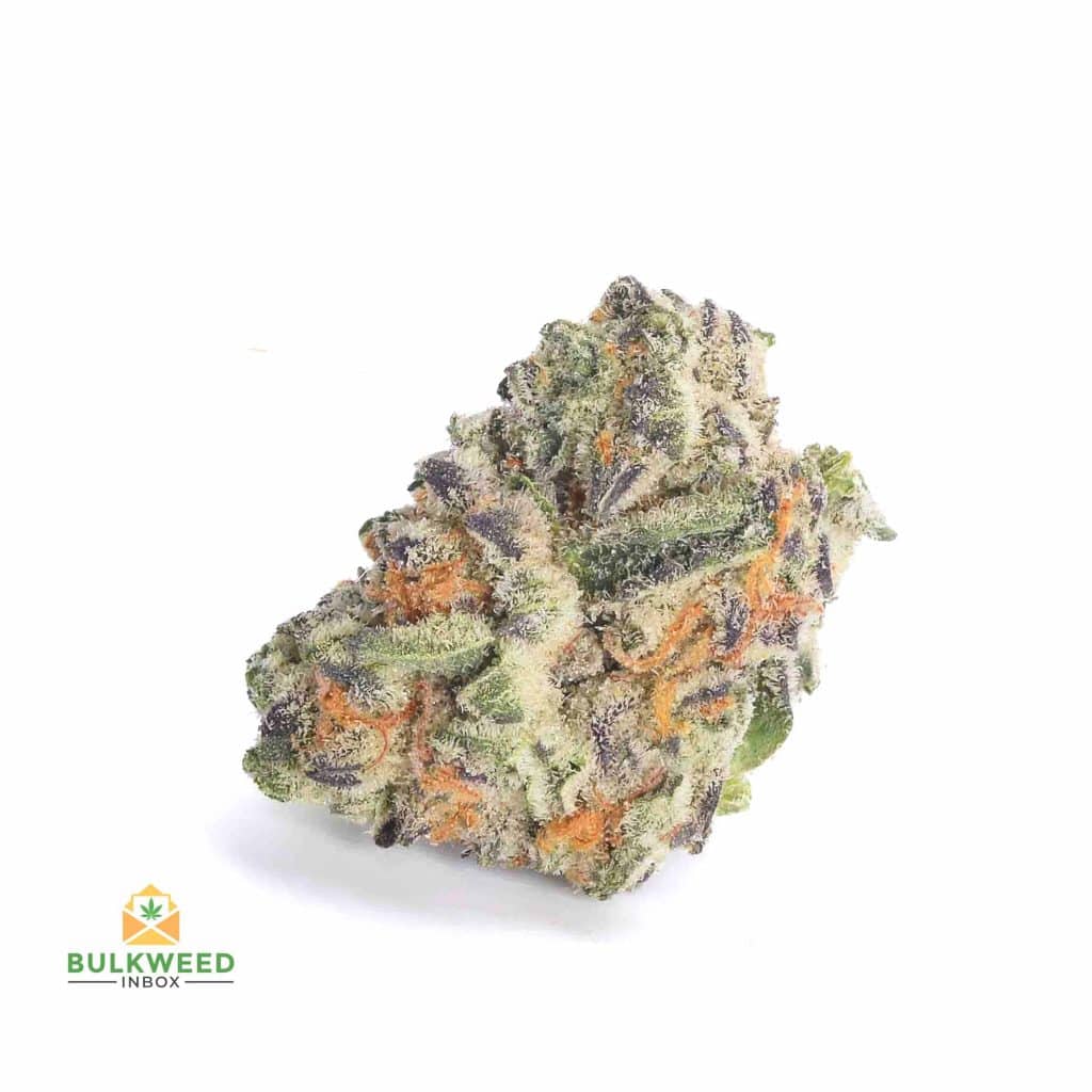 GELATO-41-POPCORN-AAAA1-2-2