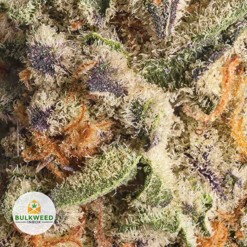 GELATO-41-POPCORN-AAAA2-2-2