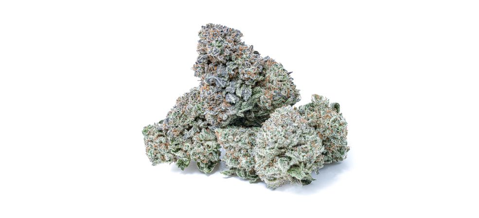 Gary Payton weed has super high THC levels averaging between 20% and 25%, making it a considerably potent strain in our online weed dispensary.