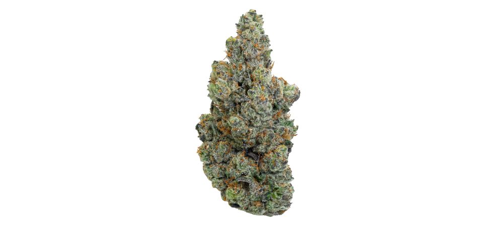 This is something that makes it truly unique because it provides the best of both cannabis worlds, unlike most other cannabis strains, which are either indica-dominant or sativa-dominant.