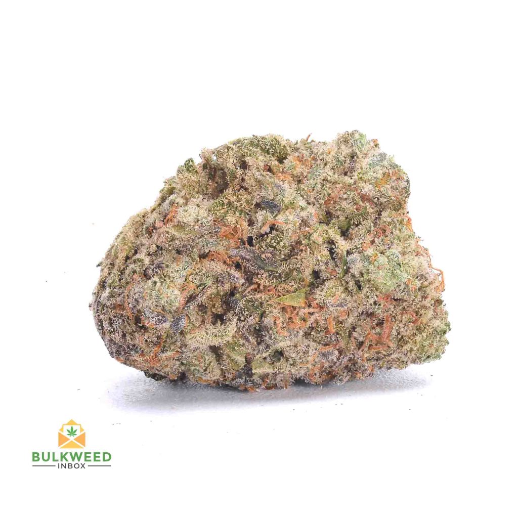 Gelato-41-AA1-2