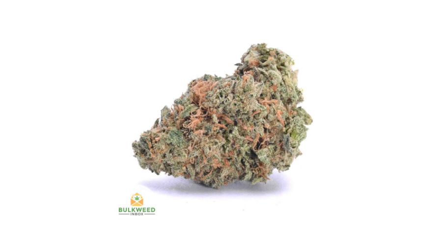 Lindsay OG is one of those strains that are becoming harder and harder to find. 