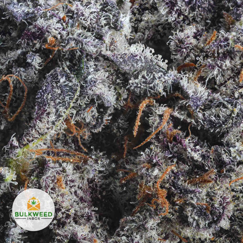 PURPLE-URKLE-AAAA2-2