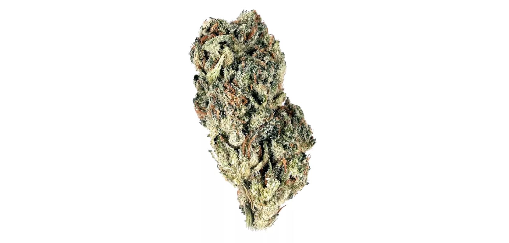 Ghost Train Haze has an appealing, inviting fragrance you’ll quickly become obsessed with. 