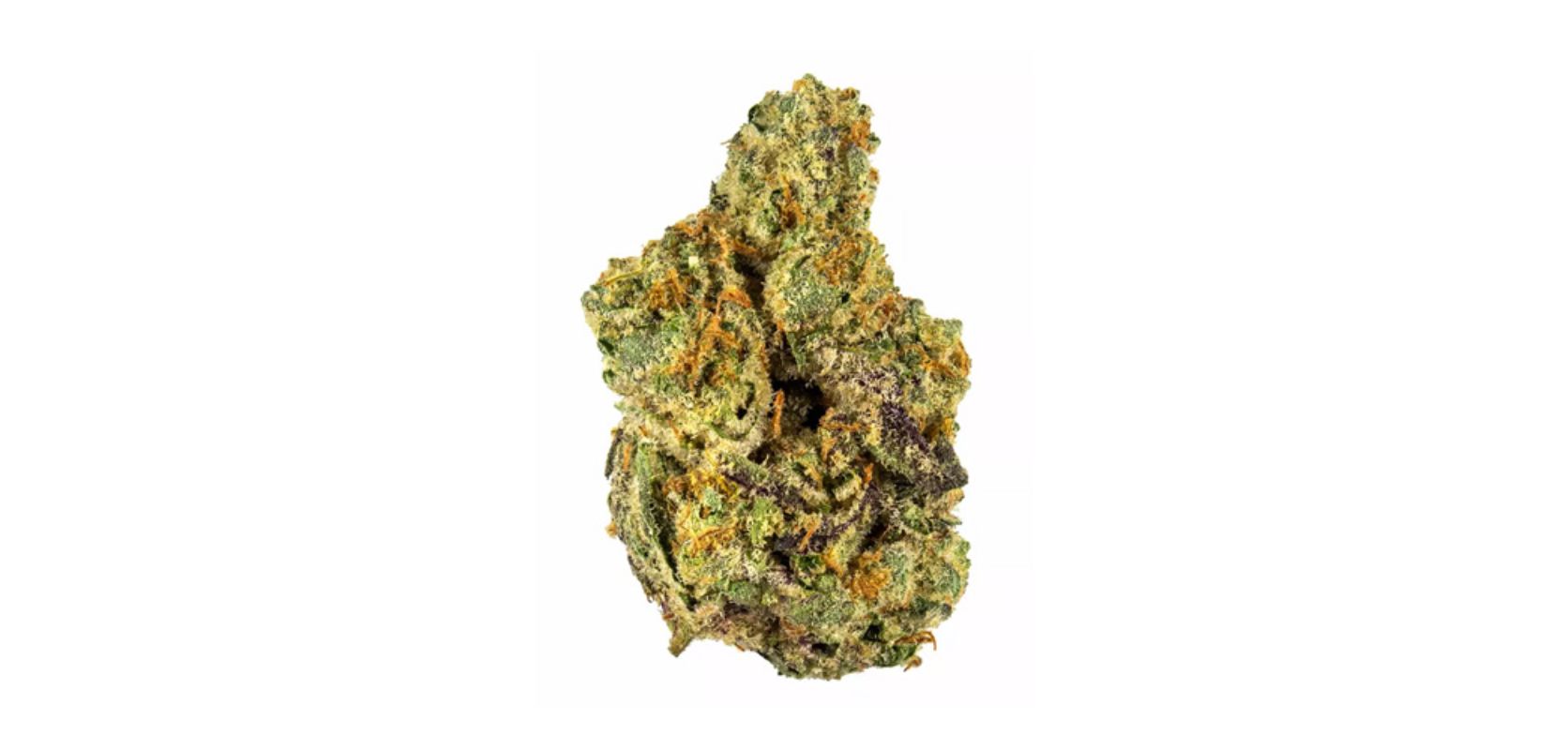 If you’ve been looking for the Ghost Haze strain, your search comes to an end today. 