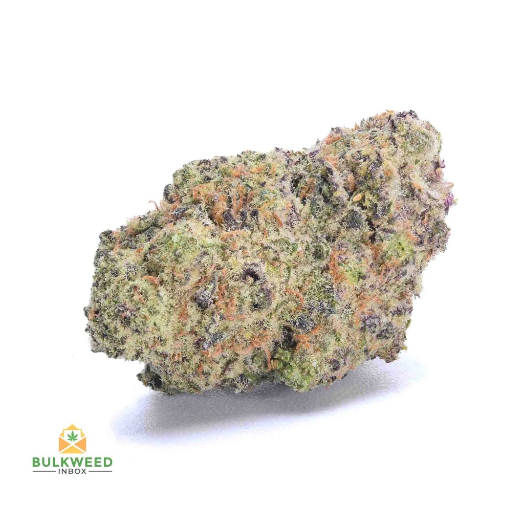 GORILLA-BREATH-AA1-2