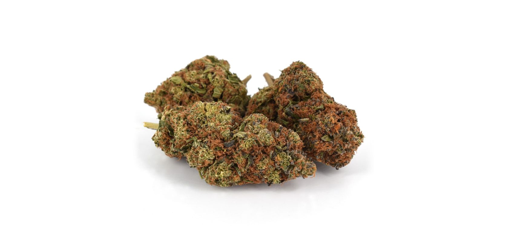 The Girl Scout Cookies strain is an almost even hybrid. It contains 60% indica genetics and 40% sativa genetics, making for a balanced high you’ll come to love and anticipate. 