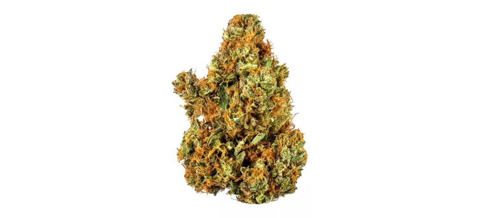 The Gorilla Glue bud is a favourite of both recreational and medical cannabis consumers. Its super heavy effects and high potency have been known to knock out even the most experienced cannabis enthusiasts.