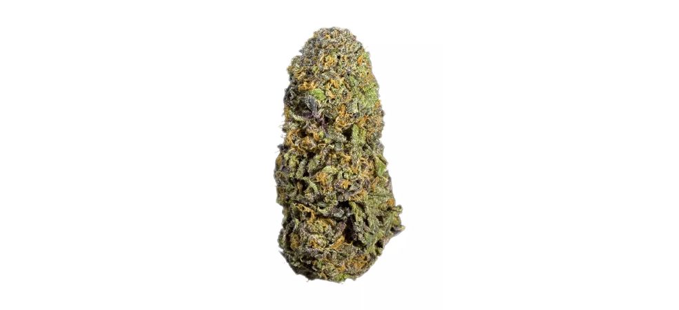 Gorilla Glue weed nugs are gorgeous. The strain produces small, rounded forest green nugs with some purple undertones. Furry amber hairs stick out of the nugs, adding to the colour show.