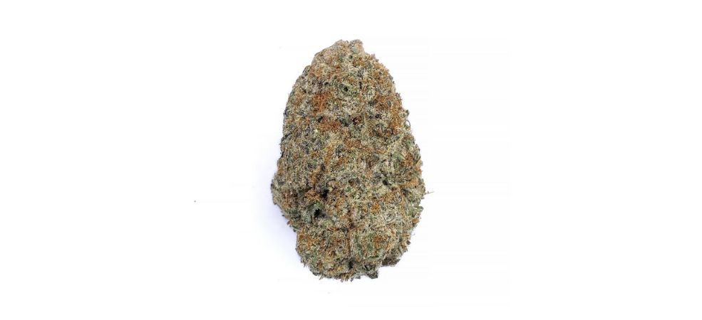 Mimosa strain has become a popular choice, thanks to its attractive appearance, unique effects, and delicious aromas.