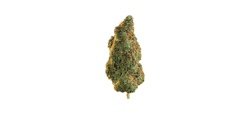 If you have scrolled any cannabis dispensary’s catalogue, you may have noticed a strain with an eye-catching name, Gorilla Glue. Its gorgeous appearance and effects are said to be out of this world.