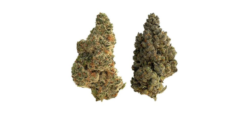 Today, there are many cannabis dispensaries claiming to offer cheap buds in Canada.