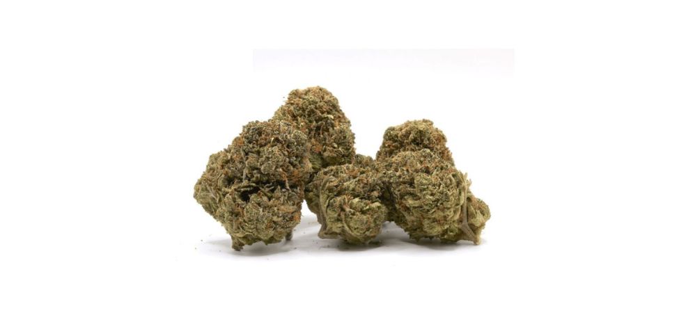 When you buy bud online in Canada, choose hybrids to enjoy a balanced mix of both indica and sativa. 