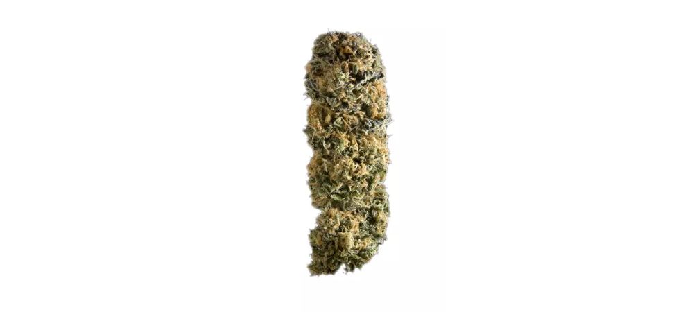 This strain’s flavour and aroma are courtesy of its particular blend of terpenes. Death Star strain terpenes include myrcene, caryophyllene and limonene.