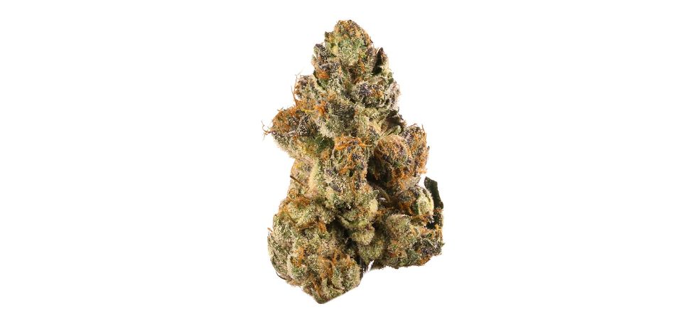 The Gelato strain is a slightly indica-dominant hybrid with a 55% to 45% indica-to-sativa ratio. This means it's fairly well-balanced, and you can expect to enjoy the best of both sides.