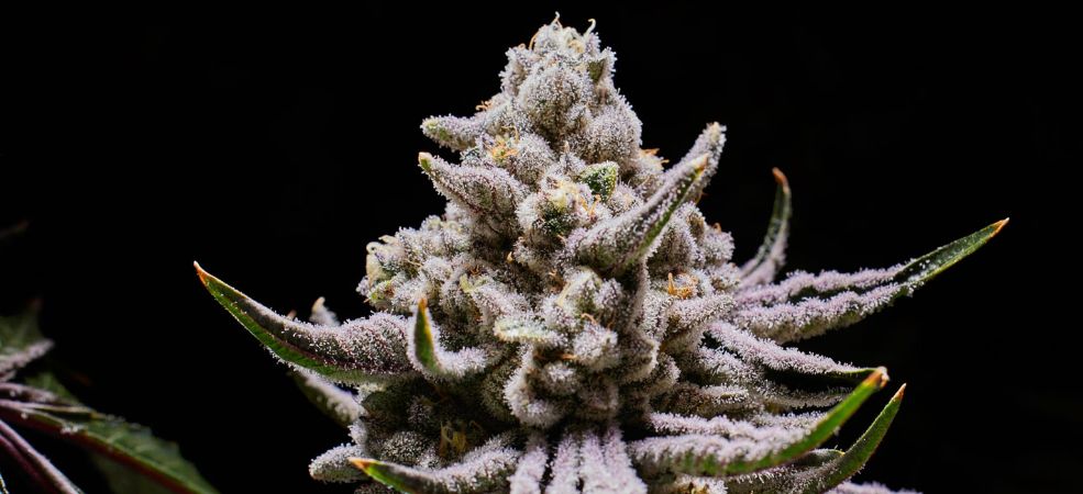 Indicas have broader and darker leaves than Sativas. The buds are dense, sticky, and resin-covered, contributing to their potent effects.