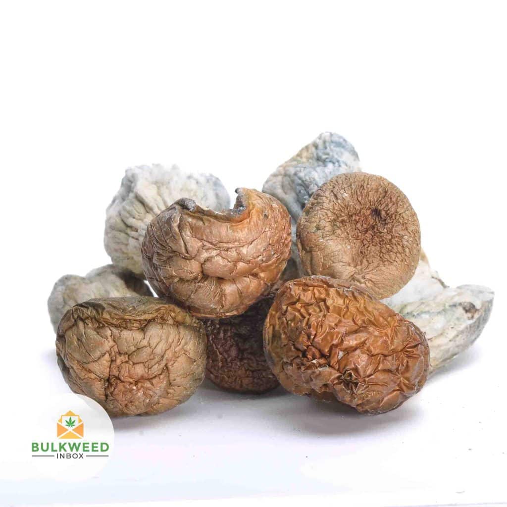 TIDAL-WAVE-MUSHROOMS-1