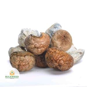 TIDAL-WAVE-MUSHROOMS-1