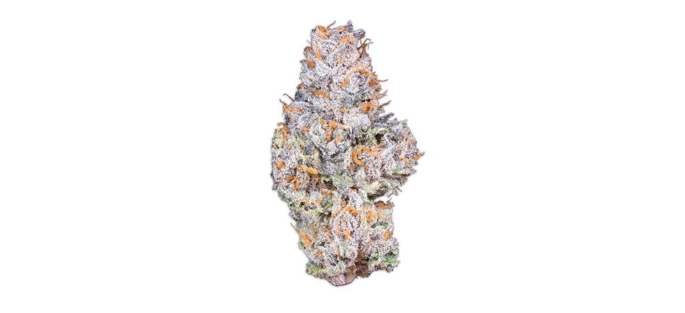 In this section, we will only look at the most popular Gelato strains: Gelato #33, #41, and #42.