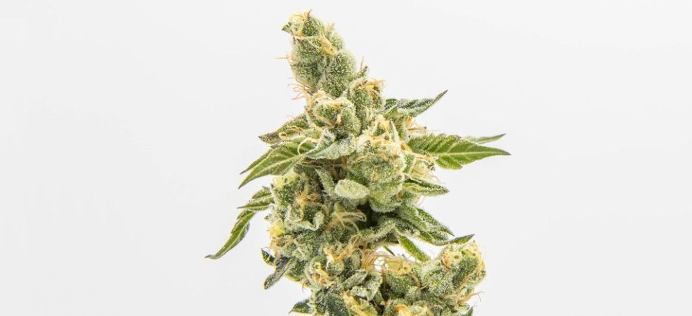 Godfather OG (THC–30-34%) is the strongest Indica strain. Northern Lights, Death Bubba, and High Octane, which made our list of the best Indica strains, are also high on this list.