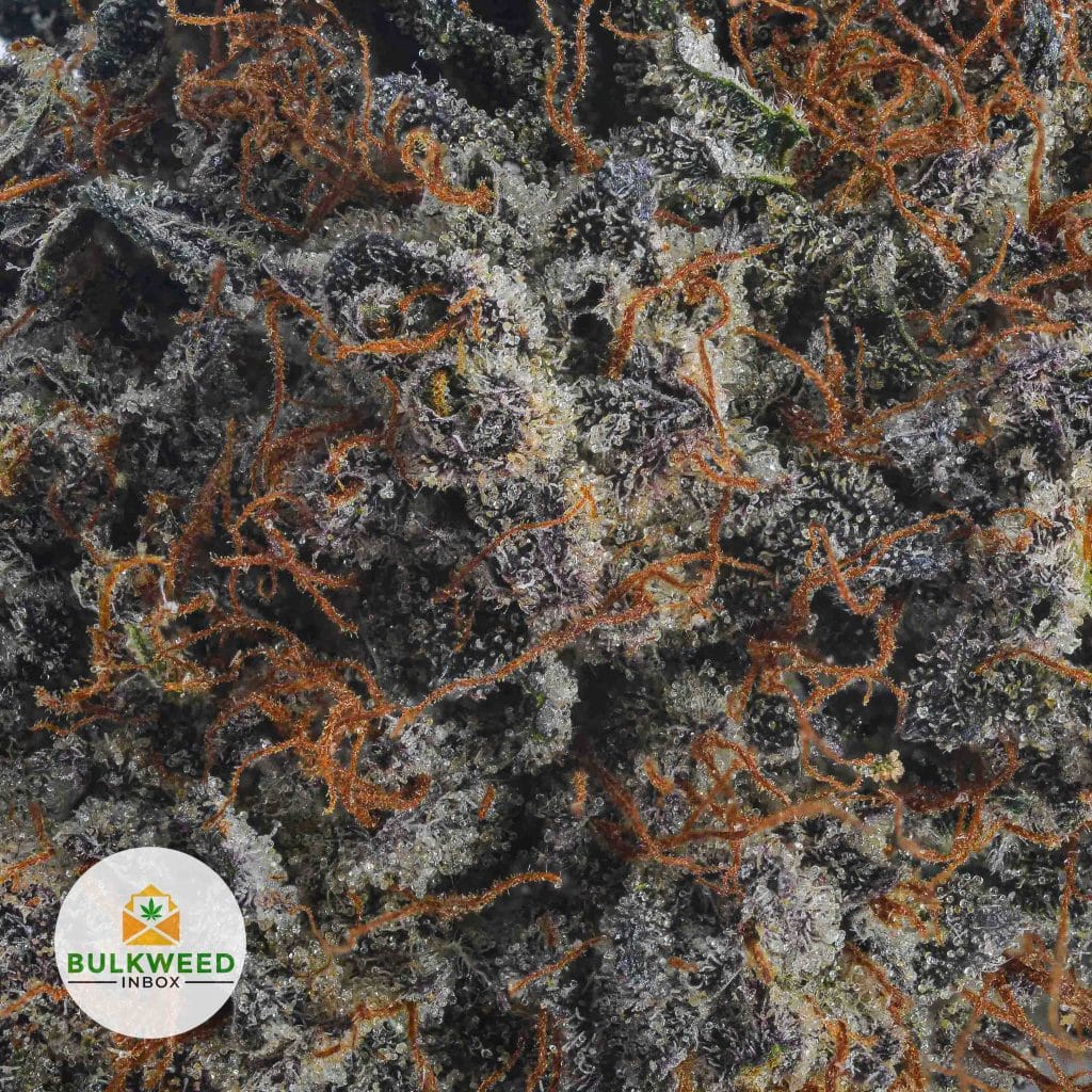 PURPLE-KUSH-AAA2