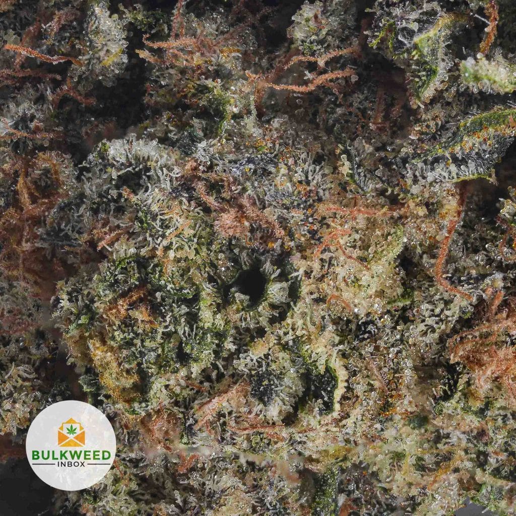 9-POUND-HAMMER-AAA2-3