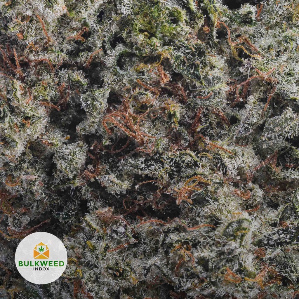 GARLIC-BREATH-BBAAA2-2