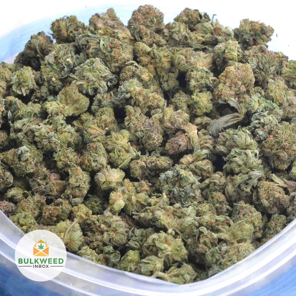 ROCKSTAR-OG-POPCORN-AA-3