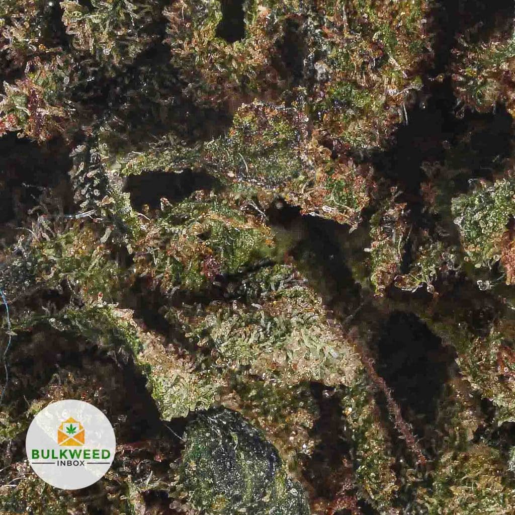 ROCKSTAR-OG-POPCORN-AA2-3