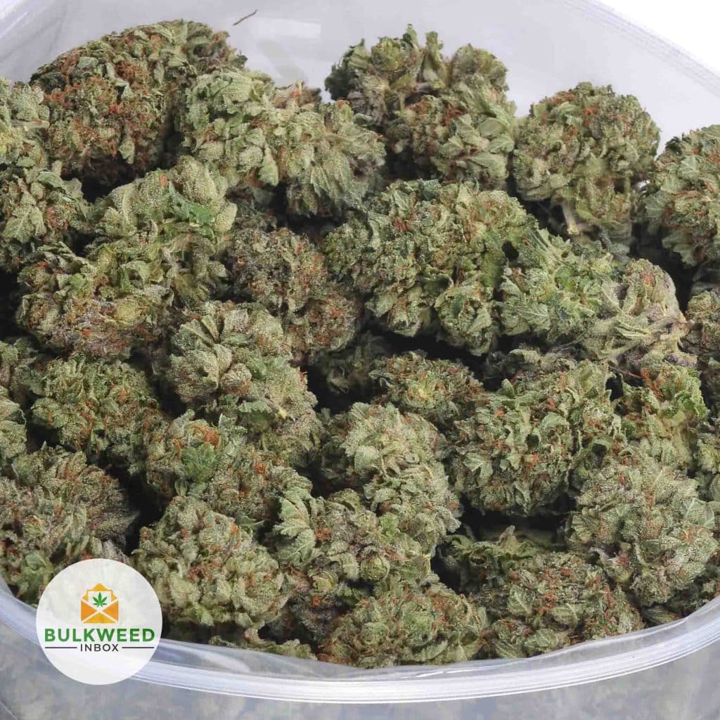 BLACK-RHINO-AAA