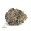 BLACK-RHINO-AAA1