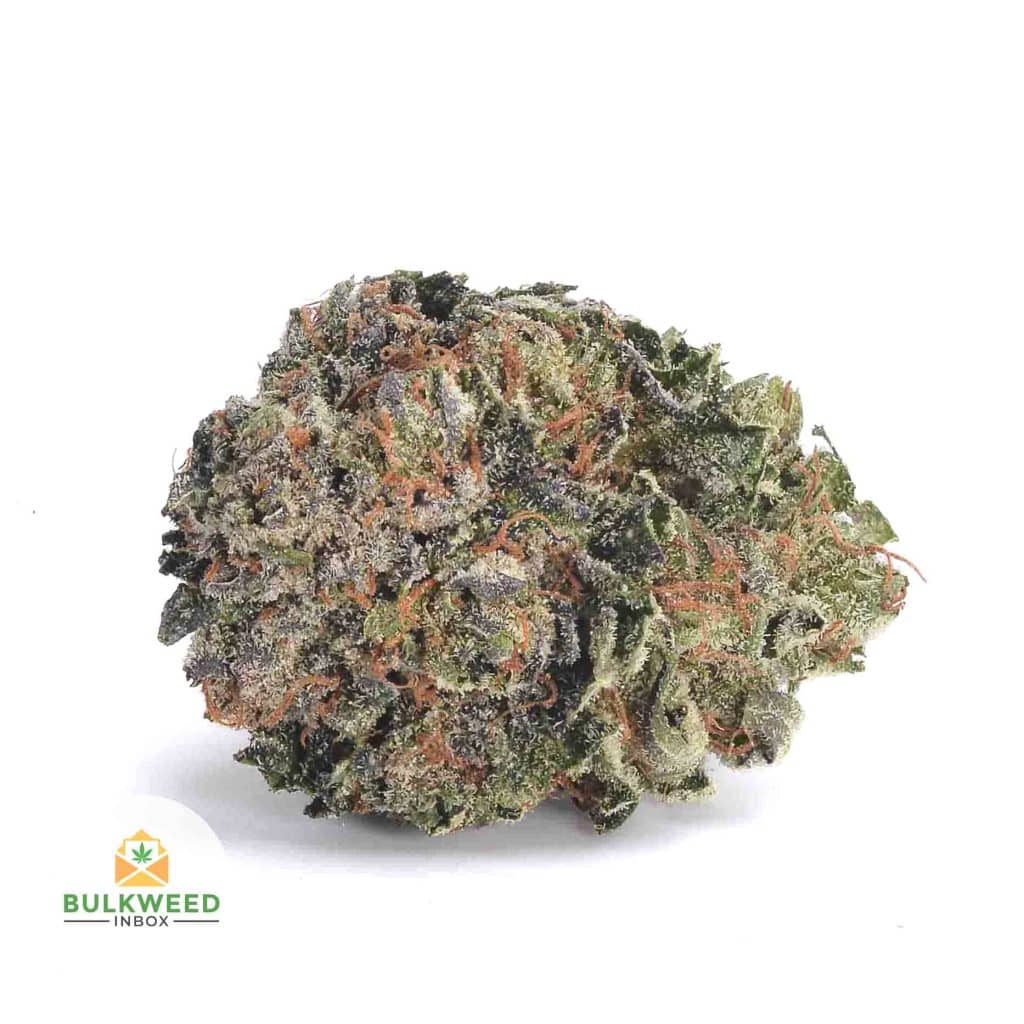 BLACK-RHINO-AAA1