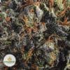 BLACK-RHINO-AAA2