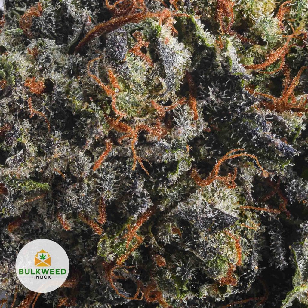 BLACK-RHINO-AAA2