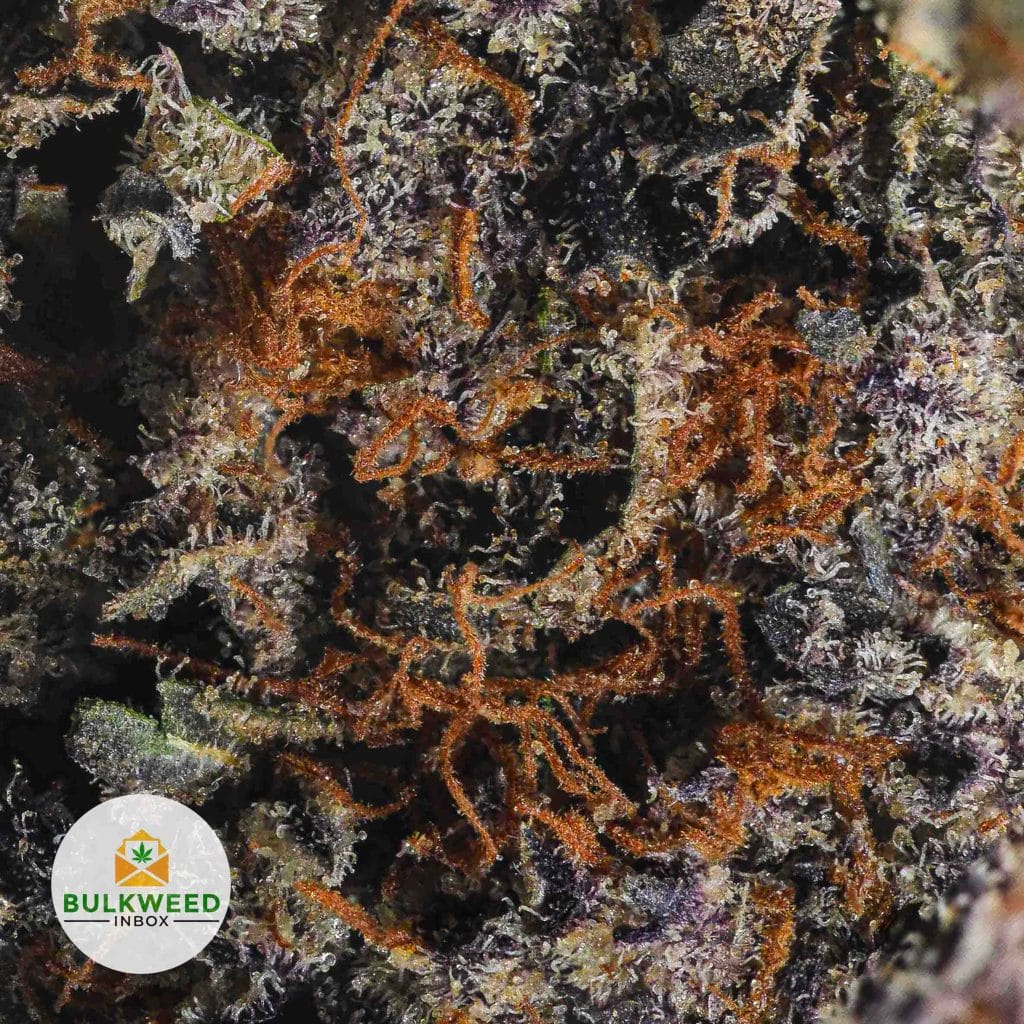 JACK-TRUFFLE-CONTAINS-SEEDS-BB2