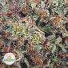 TOM-FORD-PINK-KUSH-TYSON-FARM-CRAFT-AAAA3