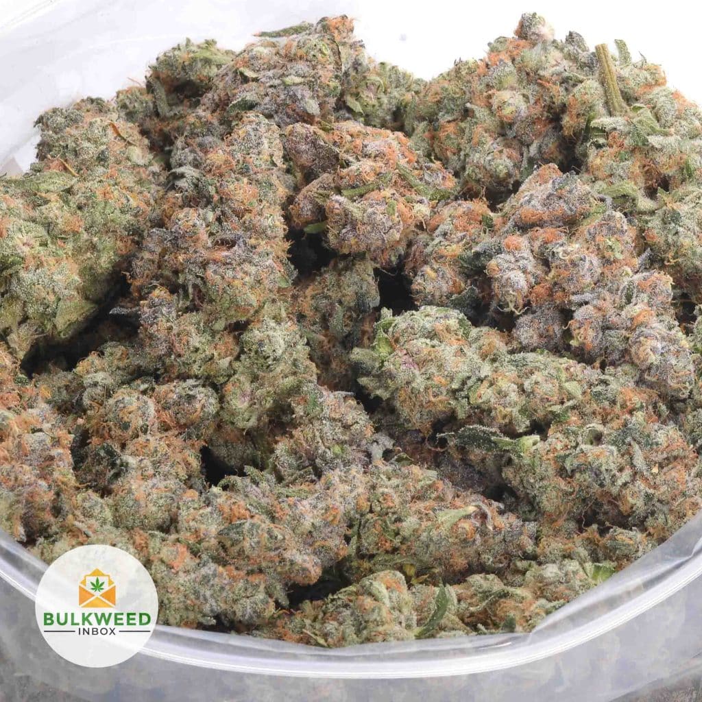 WHITE-BUFFALO-NELSON-FARM-CRAFT-AAAA
