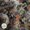 WHITE-BUFFALO-NELSON-FARM-CRAFT-AAAA2