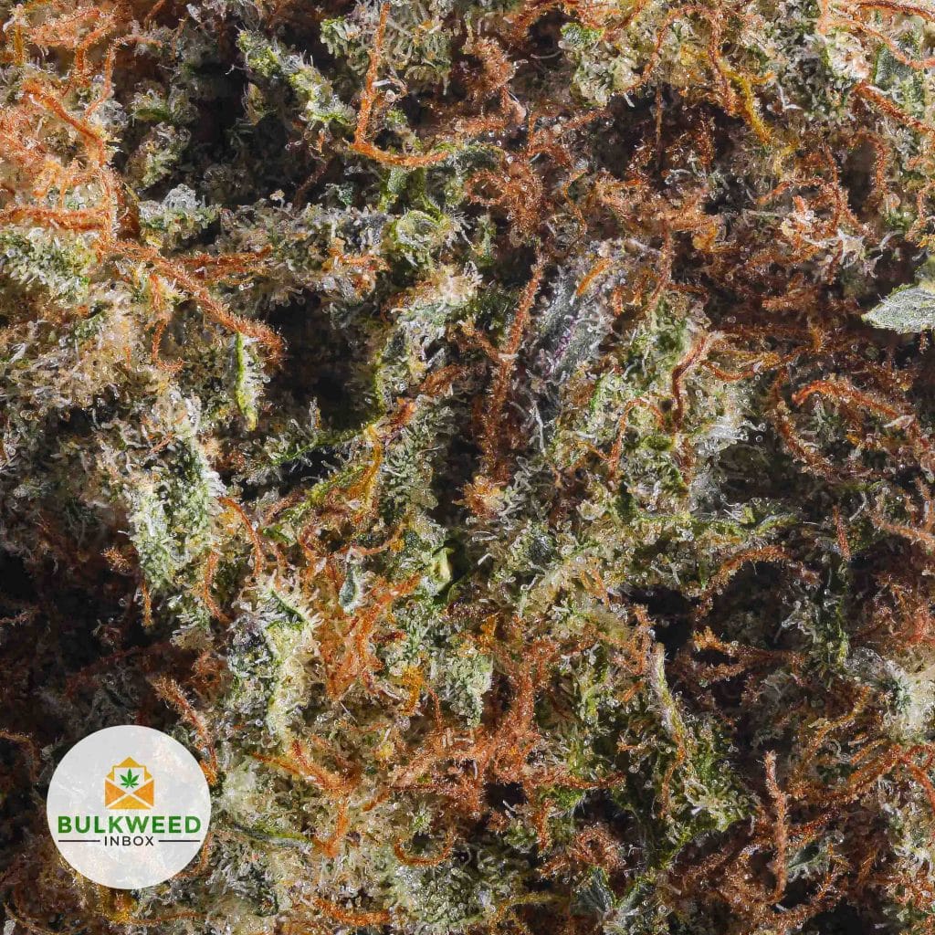 BLUEBERRY-GELATO-AA2